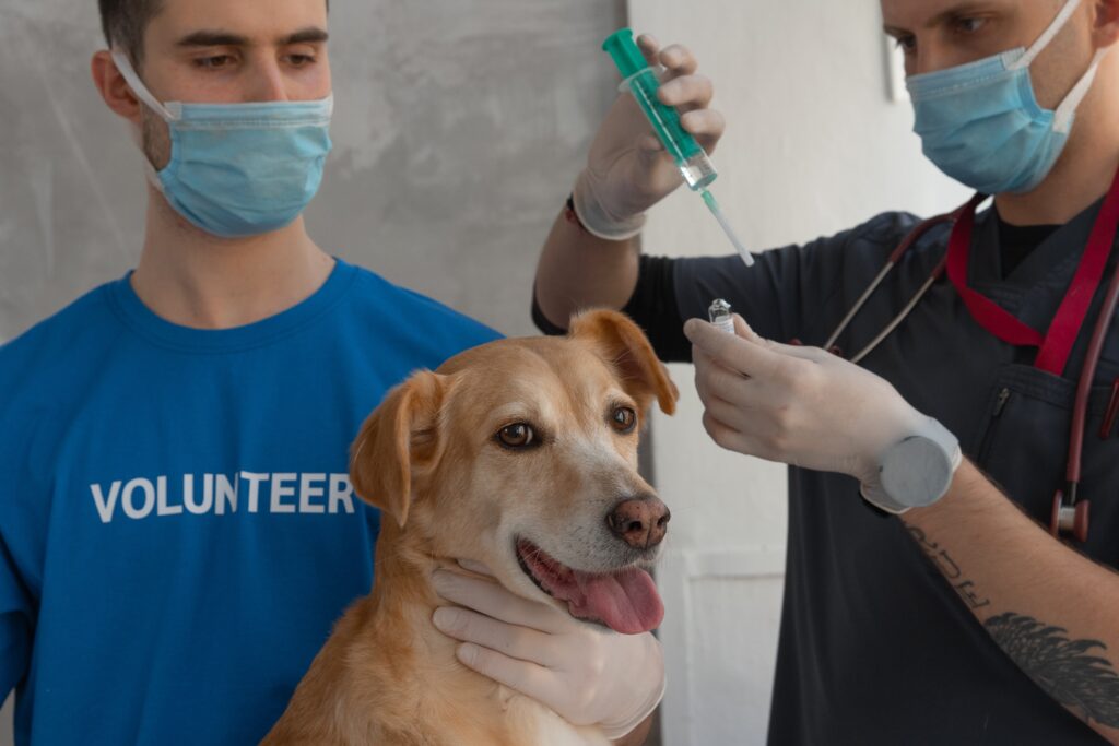 How Can Dental Care Add Years to Your Pet’s Life?