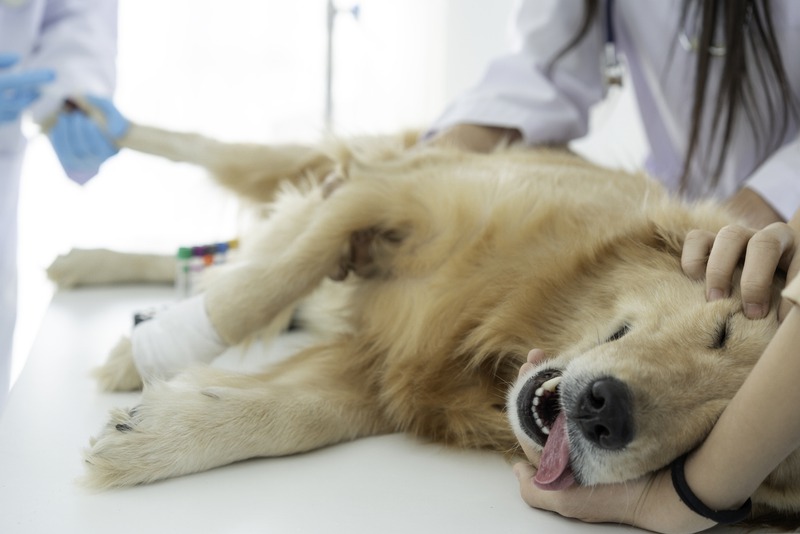 When Should You Rush Your Pet to an Emergency Vet for Surgery?