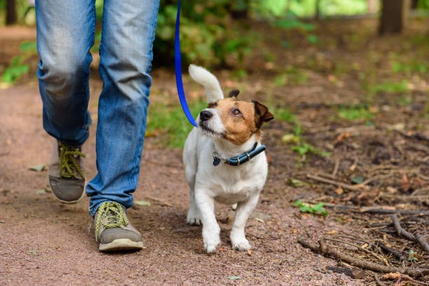 How Do Pet Laboratories Enhance the Effectiveness of Veterinary Procedures?